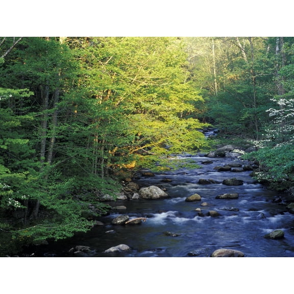 Art.com Elkmount Area, Great Smoky Mountains National Park, Tennessee, USA Photographic Print by Darrell Gulin, 16" x 12"
