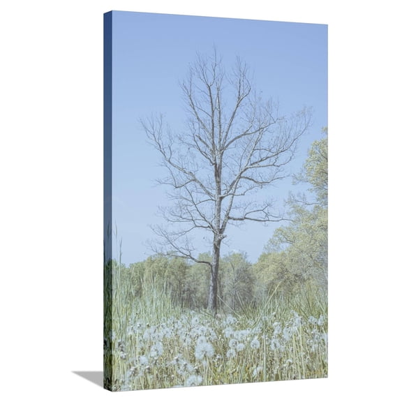 Art.com Empty Tree in Field Stretched Canvas Print Wall Art, 24" x 36"