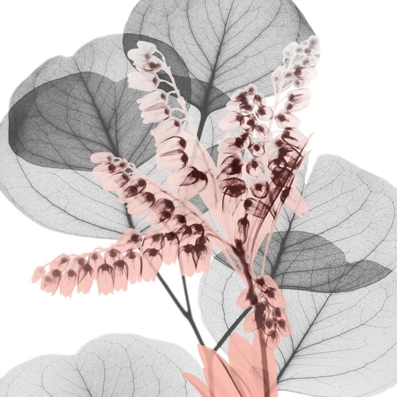 Art.com Eucalyptus Blush 1 Photo by Albert Koetsier, 24" x 24"