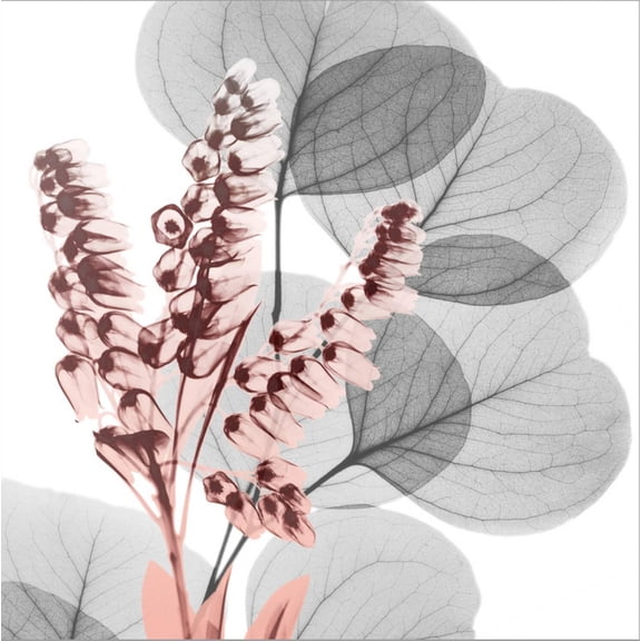 Art.com Eucalyptus Blush 2 Stretched Canvas Print Wall Art by Albert Koetsier, 24" x 24"