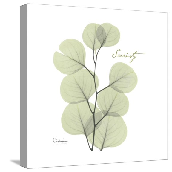 Art.com Eucalyptus Serenity Stretched Canvas Print Wall Art by Albert Koetsier, 16" x 16"