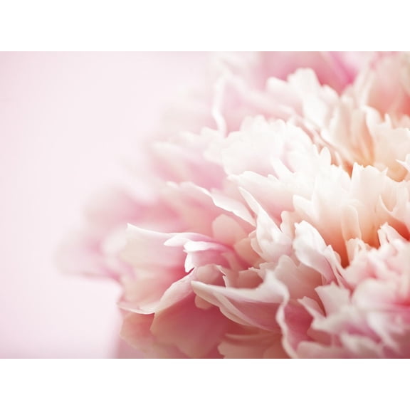Art.com Fade to Pink Photographic Print by Doug Chinnery, 32" x 24"