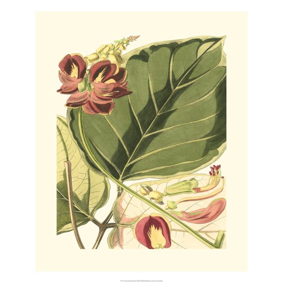 Art.com Fantastical Botanical I Art Print by Vision Studio, 12" x 16"