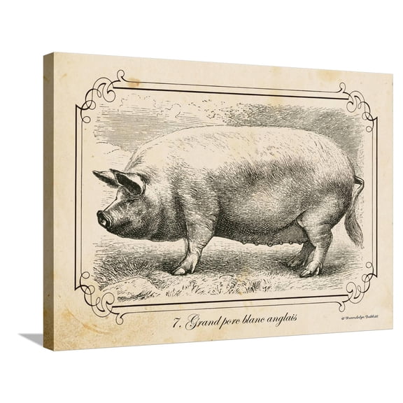 Art.com Farm Pig II Stretched Canvas Print Wall Art by Gwendolyn Babbitt, 32" x 24"