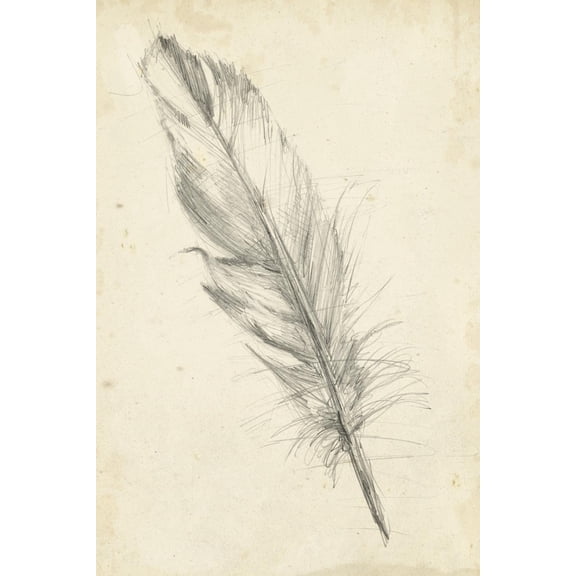 Art.com Feather Sketch III Art Print by Ethan Harper, 16" x 24"