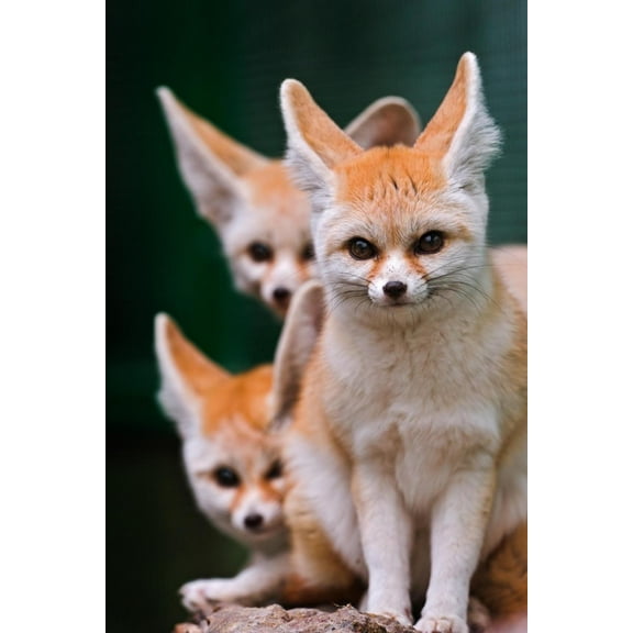 Art.com Fennec Foxes Art Print by Lantern Press, 16" x 24"