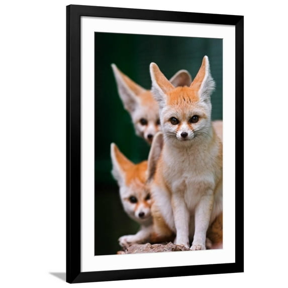 Art.com Fennec Foxes Art Print by Lantern Press, Black Frame Wall Art, 32" x 44"