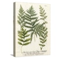 thumbnail image 1 of Art.com Fern Gathering II Stretched Canvas Print Wall Art by Johann Wilhelm Weinmann, 12" x 16", 1 of 4