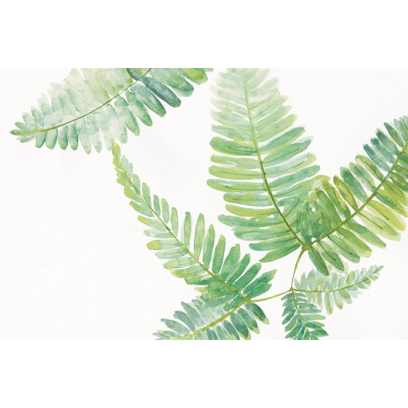 Art.com Ferns I Square Art Print by Chris Paschke, 18" x 12"