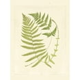 Ferns with Platemark V Art Print, 18" x 24"