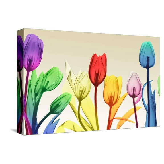 Art.com Floral Rainbow Splurge Stretched Canvas Print Wall Art by Albert Koetsier, 18" x 12"
