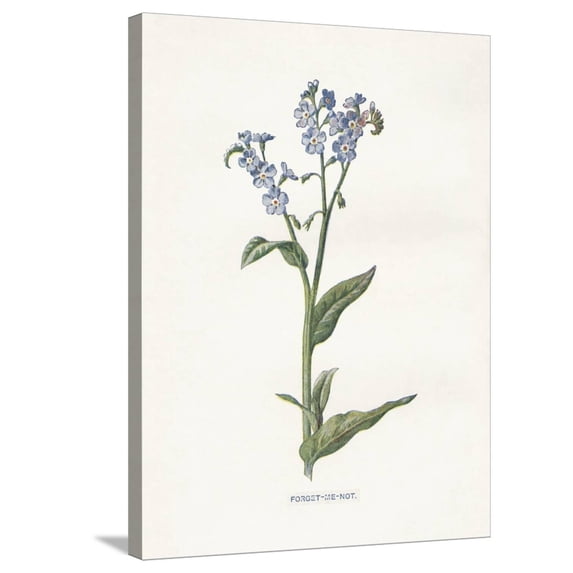 Art.com Forget me Not Stretched Canvas Print Wall Art by Gwendolyn Babbitt, 24" x 32"
