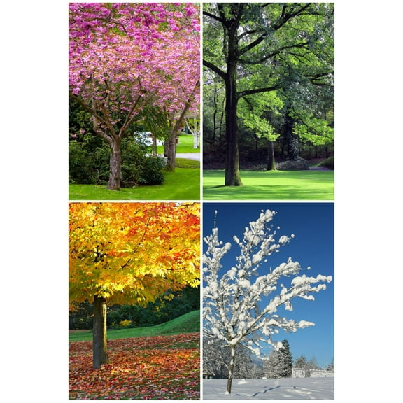Art.com Four Seasons Collage: Spring, Summer, Autumn, Winter Art Print by Hannamariah, 16" x 24"
