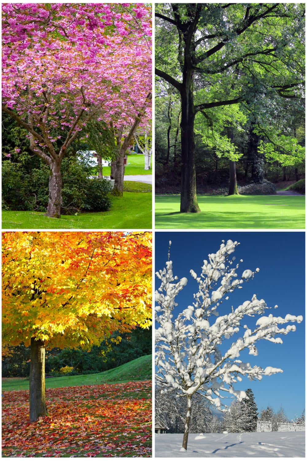Art.com Four Seasons Collage: Spring, Summer, Autumn, Winter Art Print ...