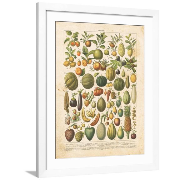 Art.com French Fruit Chart Art Print by Gwendolyn Babbitt, White Frame Wall Art, 32" x 40"