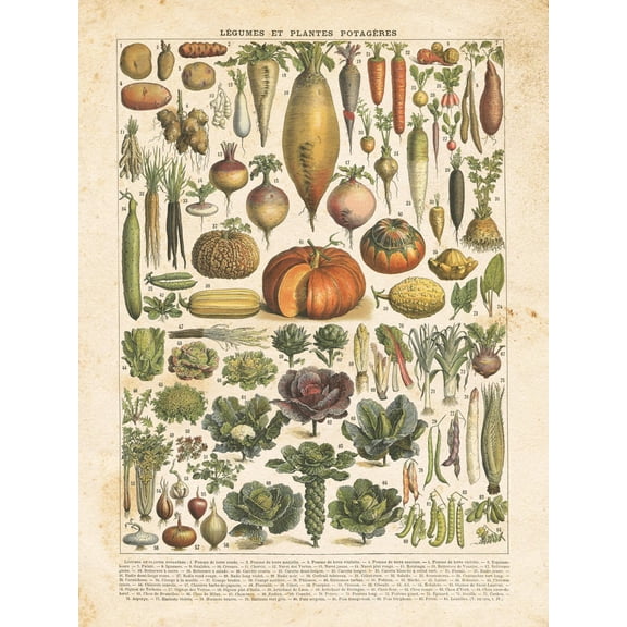 Art.com French Vegetable Chart Art Print by Gwendolyn Babbitt, 12" x 16"