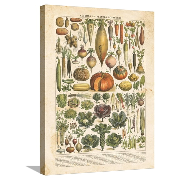 Art.com French Vegetable Chart Stretched Canvas Print Wall Art by Gwendolyn Babbitt, 18" x 24"
