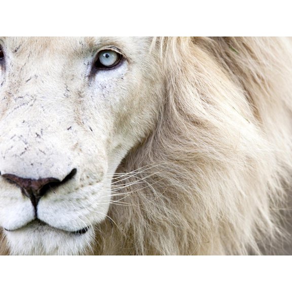 Art.com Full Frame Close Up Portrait of a Male White Lion with Blue Eyes. South Africa. Photographic Print by Karine Aigner, 16" x 12"