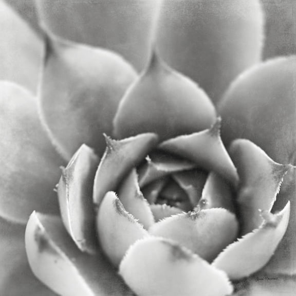 Art.com Garden Succulent III Photo by Laura Marshall, 24" x 24"