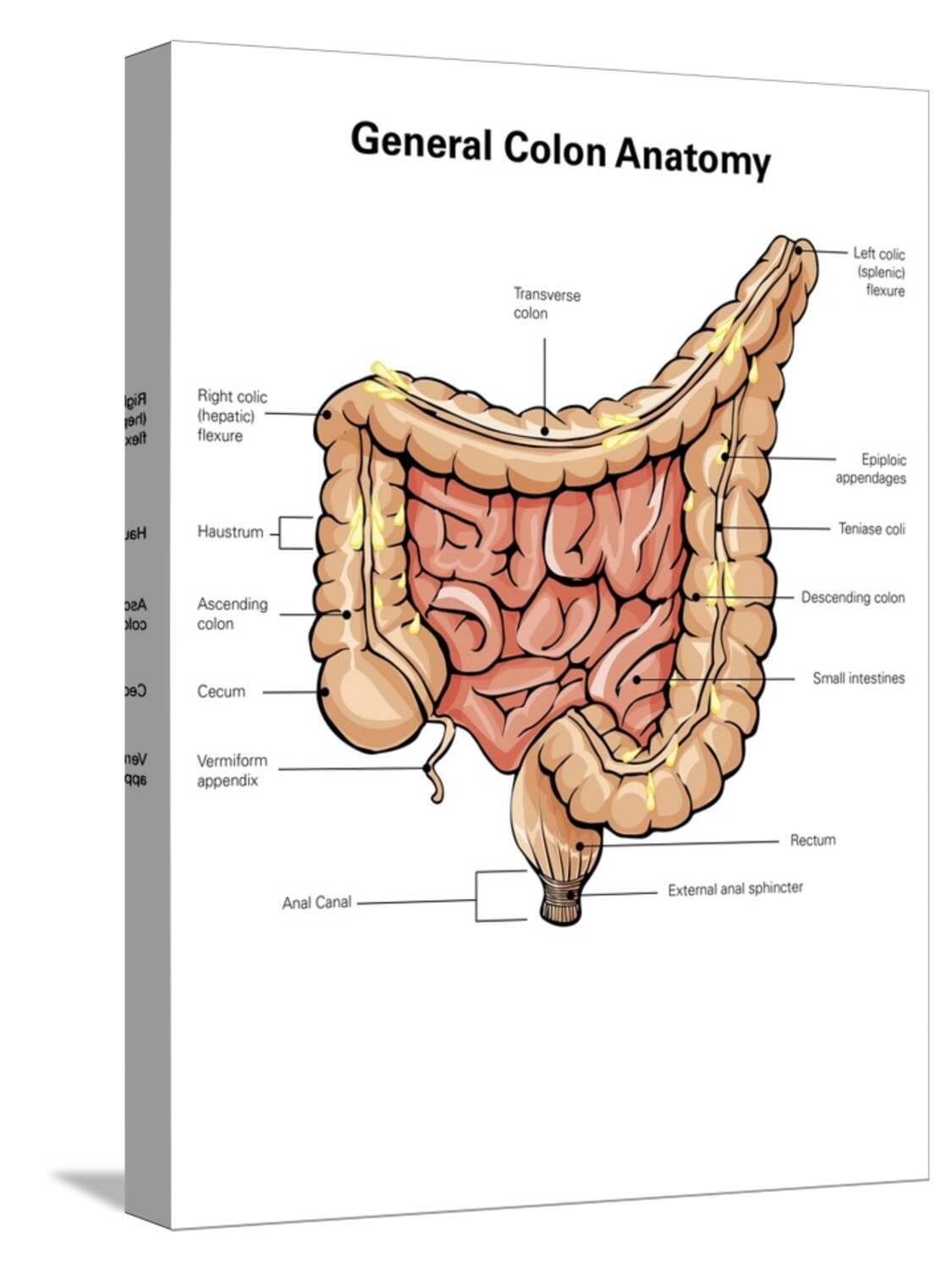 Art.com General Colon Anatomy, with Labels Stretched Canvas Print Wall ...