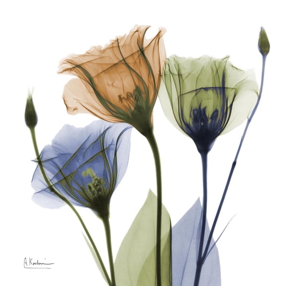 Art.com Gentian Buddies Art Print by Albert Koetsier, 24" x 24"