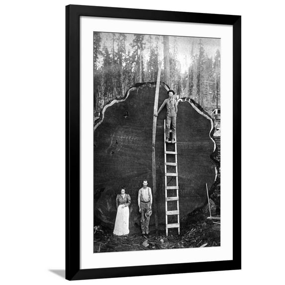 Art.com Giant Sequoia Log Art Print, Black Frame Wall Art, 32" x 44"
