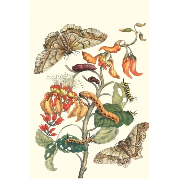 Art.com Giant Silk Moth on a Purple Coral Tree Art Print by Maria Sibylla Merian, 16" x 24"