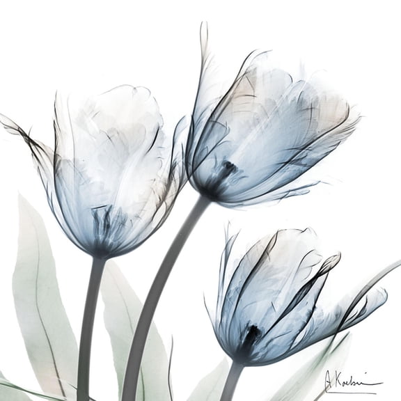 Art.com Glacier Tulips 1 Art Print by Albert Koetsier, 24" x 24"