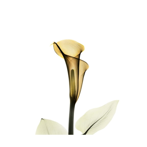 Art.com Golden Calla Lily 2 Art Print by Albert Koetsier, 16" x 16"