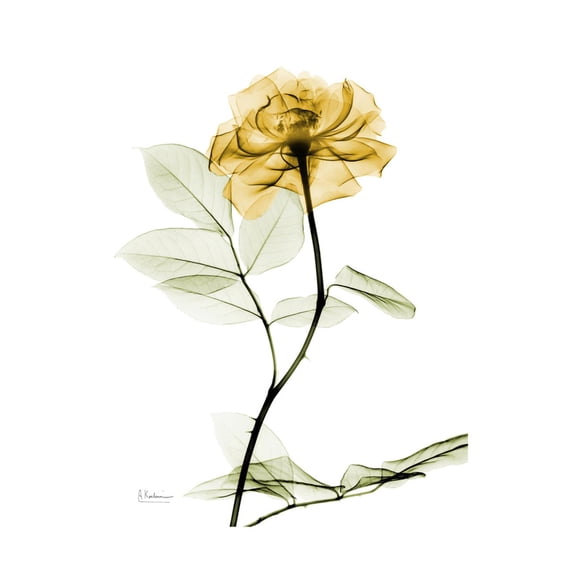 Art.com Golden Rose Art Print by Albert Koetsier, 12" x 16"