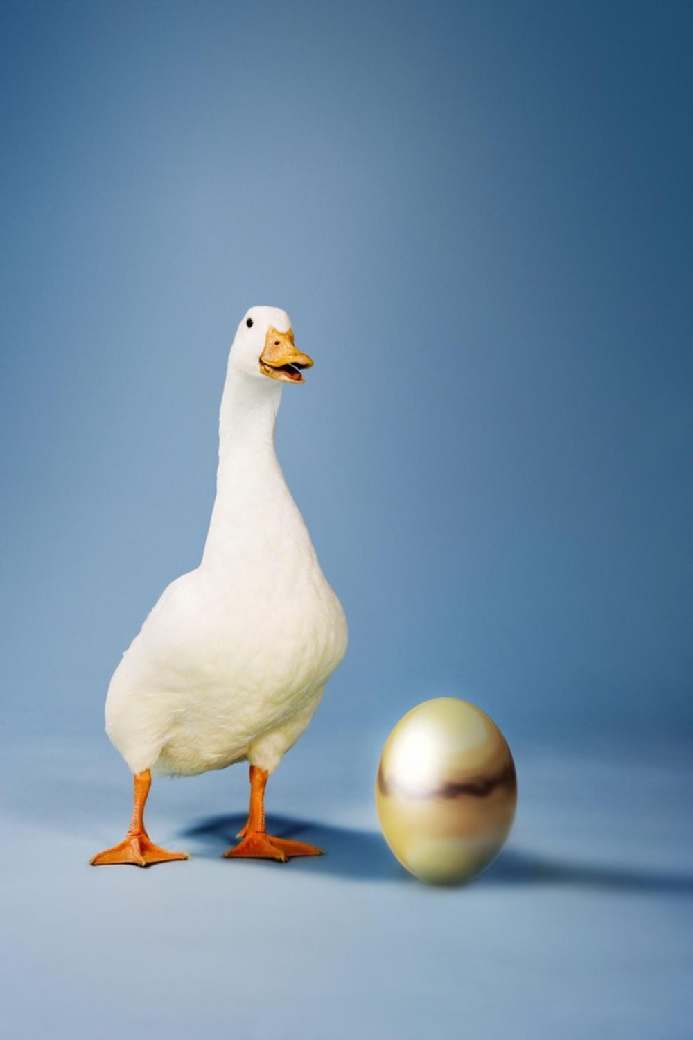 Art.com Goose Standing Beside Golden Egg, Studio Shot Photo, 12" x 18 ...