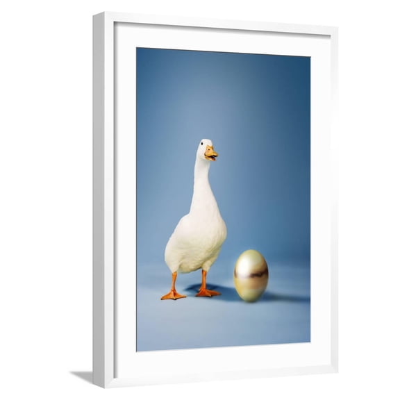 Art.com Goose Standing Beside Golden Egg, Studio Shot Photo, White Frame Wall Art, 21" x 29"