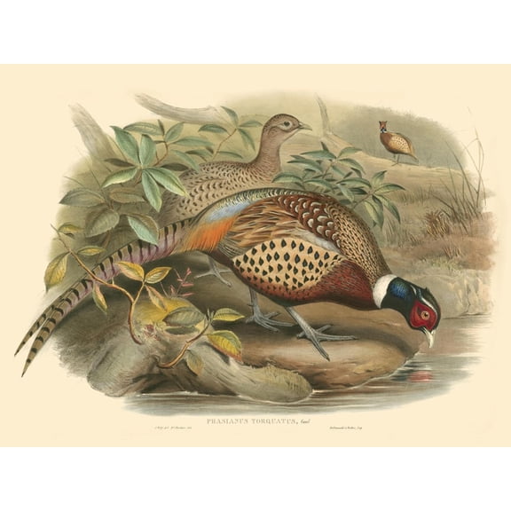 Art.com Gould Pheasants I Art Print by John Gould, 16" x 12"