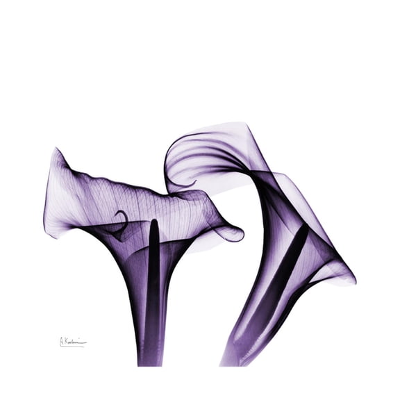 Art.com Grape Calla Lilies 1 Premium Giclee Print by Albert Koetsier, 16" x 16"