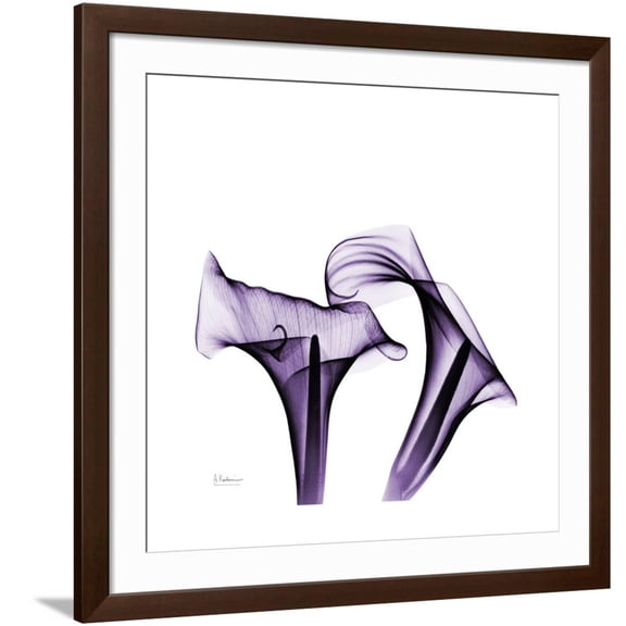Art.com Grape Calla Lilies 1 Premium Giclee Print by Albert Koetsier, Brown Frame Wall Art, 38" x 38"