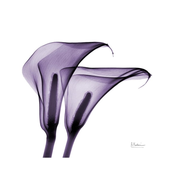 Art.com Grape Calla Lilies 2 Premium Giclee Print by Albert Koetsier, 16" x 16"