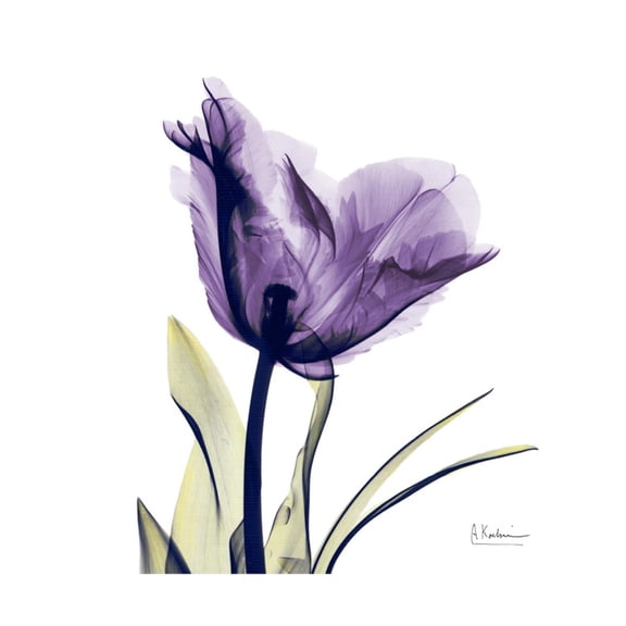 Art.com Grape Tulip Art Print by Albert Koetsier, 24" x 24"