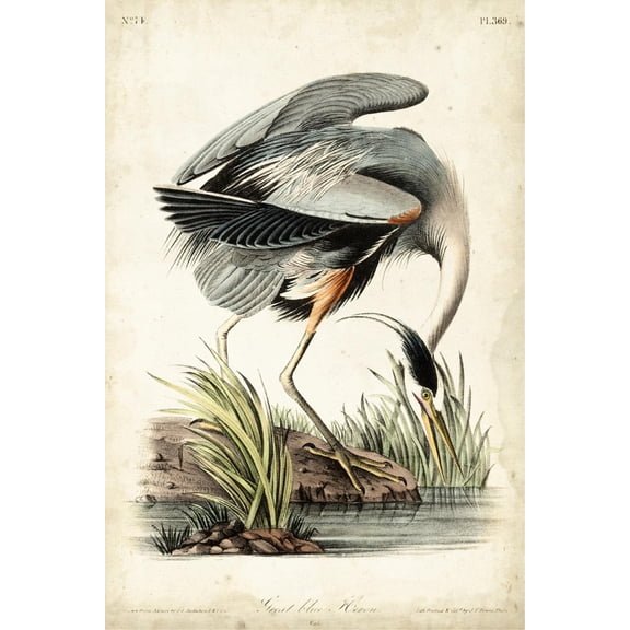 Art.com Great Blue Heron Art Print by John James Audubon, 12" x 18"
