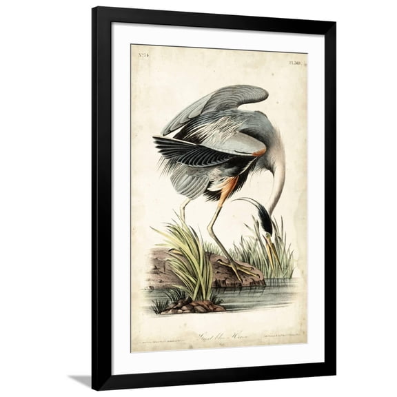 Art.com Great Blue Heron Art Print by John James Audubon, Black Frame Wall Art, 32" x 44"