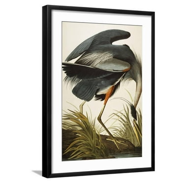 Art.com Great Blue Heron Giclee Print by John James Audubon, Black Frame Wall Art, 21" x 29"