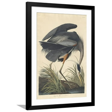 Art.com Great Blue Heron Giclee Print by John James Audubon, Black Frame Wall Art, 32" x 44"