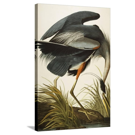 Art.com Great Blue Heron Stretched Canvas Print Wall Art by John James Audubon, 24" x 36"