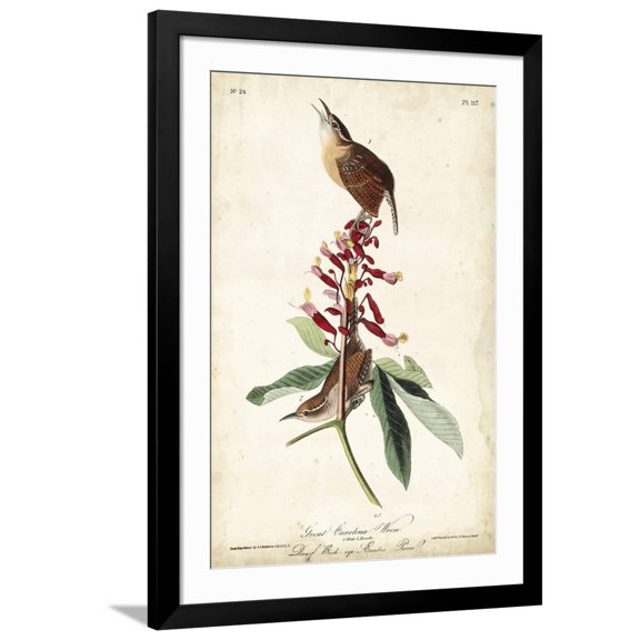 Art.com Great Carolina Wren Art Print by John James Audubon, Black Frame Wall Art, 32" x 44"