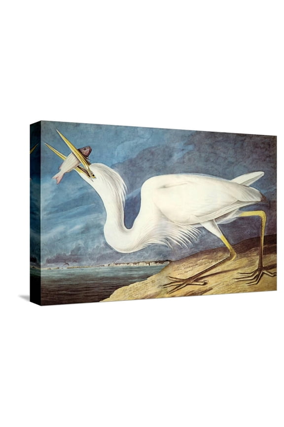 Great White Heron Stretched Canvas Print Wall Art by John James Audubon, 18" x 12"