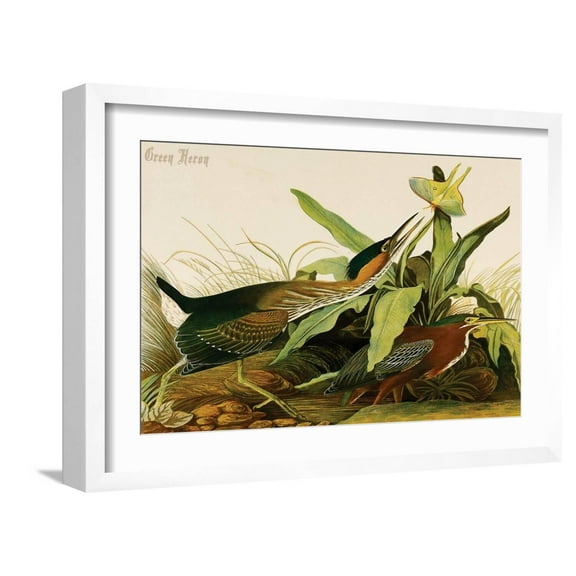Art.com Green Heron Art Print by John James Audubon, White Frame Wall Art, 23" x 17"