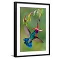 thumbnail image 1 of Art.com Green Violetear (Colibri Thalassinus) Feeding, Savegre, Costa Rica Photographic Print, Black Frame Wall Art, 21" x 29", 1 of 5