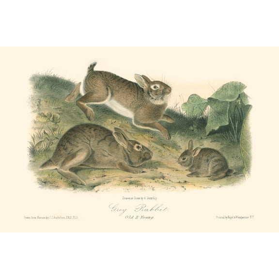 Art.com Grey Rabbit Art Print by John James Audubon, 18" x 12"