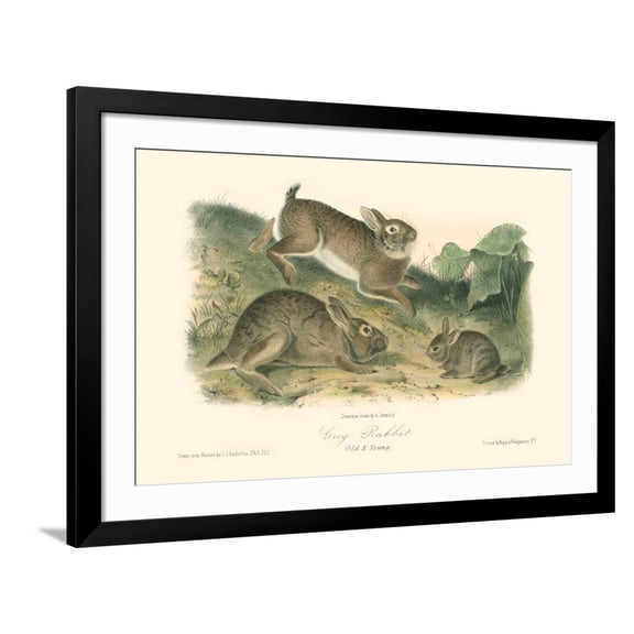 Art.com Grey Rabbit Art Print by John James Audubon, Black Frame Wall Art, 44" x 32"