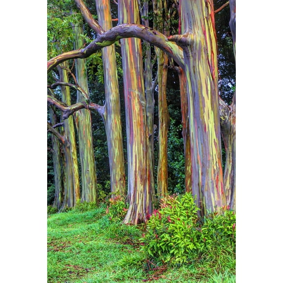 Art.com Hawaii, Maui, Rainbow Eucalyptus Trees Photographic Print by Terry Eggers, 12" x 18"