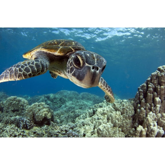 Art.com Hawaiian Green Sea Turtle Photographic Print by Swims with Fish, 18" x 12"